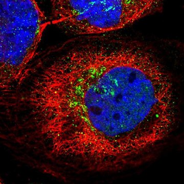 Anti-KCNF1 antibody produced in rabbit Prestige Antibodies&#174; Powered by Atlas Antibodies, affinity isolated antibody, buffered aqueous glycerol solution