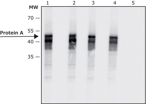 抗-蛋白A小鼠单克隆抗体 clone SPA-27, purified from hybridoma cell culture