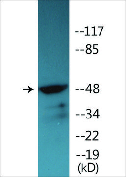 Anti-phospho-Vitamin D Receptor (pSer208) antibody produced in rabbit affinity isolated antibody