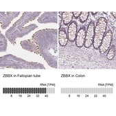 Anti-ZBBX antibody produced in rabbit Prestige Antibodies® Powered by Atlas Antibodies, affinity isolated antibody, buffered aqueous glycerol solution