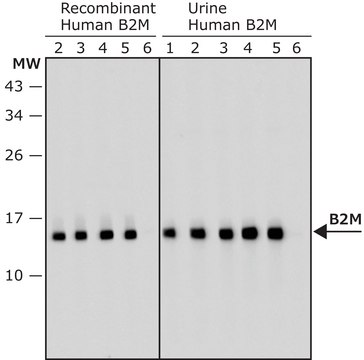 Anti-B2M antibody, Mouse monoclonal clone 92A, purified from hybridoma cell culture