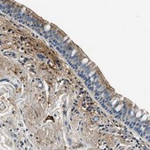 Anti-TMEM186 antibody produced in rabbit Prestige Antibodies® Powered by Atlas Antibodies, affinity isolated antibody, buffered aqueous glycerol solution