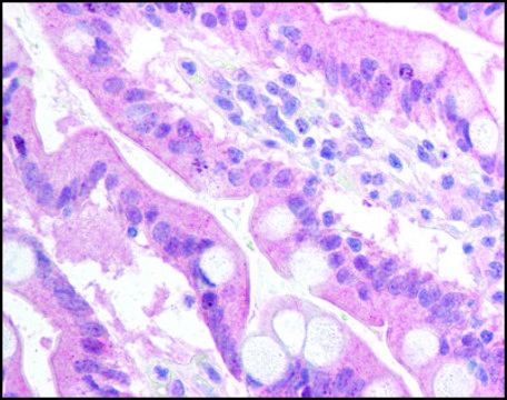 Anti-BCL2A1 antibody produced in rabbit affinity isolated antibody, buffered aqueous solution