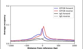 Anti-GTF2B antibody produced in rabbit Prestige Antibodies® Powered by Atlas Antibodies, affinity isolated antibody, buffered aqueous glycerol solution