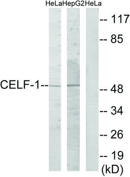 Anti-CELF-1 antibody produced in rabbit affinity isolated antibody