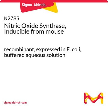 诱导型一氧化氮合酶 来源于小鼠 recombinant, expressed in E. coli, buffered aqueous solution