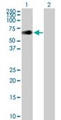 Anti-ZIM2 antibody produced in mouse purified immunoglobulin, buffered aqueous solution