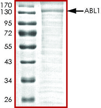 ABL1，活性，His 标记 人 PRECISIO&#174;, recombinant, expressed in baculovirus infected Sf9 cells, &#8805;70% (SDS-PAGE), buffered aqueous glycerol solution