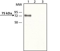 Anti-Mucolipin-3 (N-terminal) antibody produced in rabbit ~1.5 mg/mL, affinity isolated antibody, buffered aqueous solution