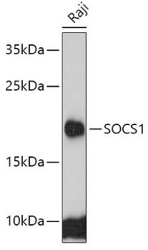 Anti-SOCS1 antibody produced in rabbit