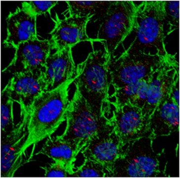 Anti-Sp100 Antibody, clone 2H1.1 clone 2H1.1, from mouse