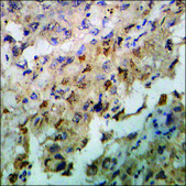 Anti-phospho-CrkL (pTyr207) antibody produced in rabbit affinity isolated antibody