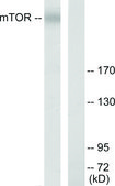 Anti-MTOR antibody produced in rabbit affinity isolated antibody
