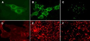 LentiBrite GFP-β-actin Lentiviral Biosensor