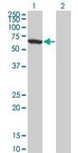 Monoclonal Anti-WDR20 antibody produced in mouse clone 1D10, purified immunoglobulin, buffered aqueous solution