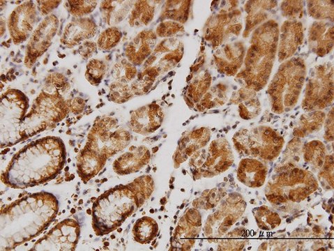 Monoclonal Anti-SLC9A1 antibody produced in mouse clone 2F5, purified immunoglobulin, buffered aqueous solution