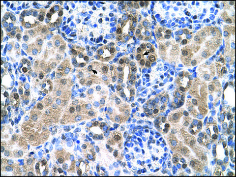 Anti-SLC46A3 antibody produced in rabbit IgG fraction of antiserum