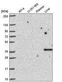Anti-CCNI antibody produced in rabbit Prestige Antibodies® Powered by Atlas Antibodies, affinity isolated antibody