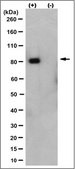 Anti-EGR1 Antibody, clone 16A10.1 clone 16A10.1, from mouse