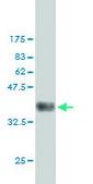 Monoclonal Anti-CCNB1 antibody produced in mouse clone 1C8, purified immunoglobulin, buffered aqueous solution