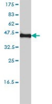 Monoclonal Anti-KCNF1 antibody produced in mouse clone 1B2-7B6, purified immunoglobulin, buffered aqueous solution