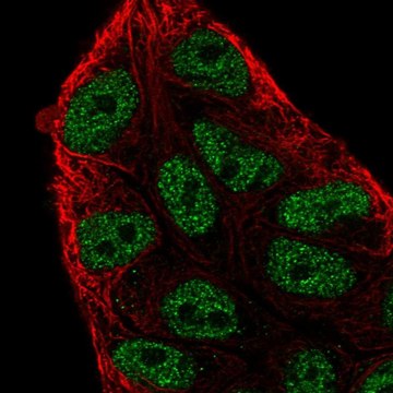 Anti-ARIH2 antibody produced in rabbit Prestige Antibodies&#174; Powered by Atlas Antibodies, affinity isolated antibody