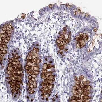 Anti-ITLN1 antibody produced in rabbit Prestige Antibodies&#174; Powered by Atlas Antibodies, affinity isolated antibody