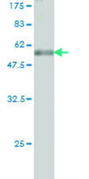 Monoclonal Anti-TPMT antibody produced in mouse clone 2H3, purified immunoglobulin, buffered aqueous solution