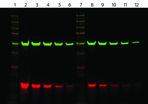 Monoclonal Anti-6X His IgG, CF&#8482;770 antibody produced in mouse ~2&#160;mg/mL, clone 33D10.D2.G8, affinity isolated antibody, buffered aqueous solution