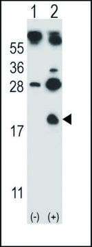 ANTI-HBG1 (CENTER) antibody produced in rabbit IgG fraction of antiserum, buffered aqueous solution