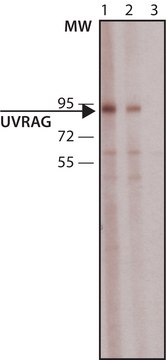 Anti-UVRAG antibody produced in rabbit ~1&#160;mg/mL, affinity isolated antibody, buffered aqueous solution