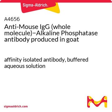 抗-小鼠 IgG（全分子）-碱性磷酸酶 山羊抗 affinity isolated antibody, buffered aqueous solution