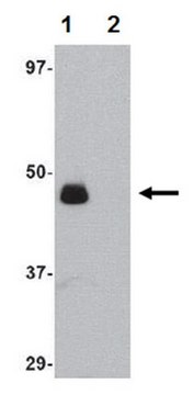 Anti-IL-34 Antibody from rabbit, purified by affinity chromatography