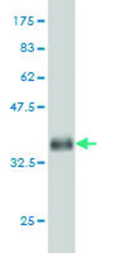 Monoclonal Anti-KLF9 antibody produced in mouse clone 1H5, purified immunoglobulin, buffered aqueous solution