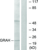 Anti-GRAH antibody produced in rabbit affinity isolated antibody