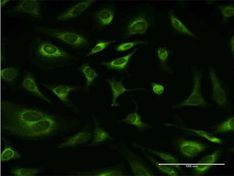 Monoclonal Anti-RPN1, (C-terminal) antibody produced in mouse clone 4B1-1E6, purified immunoglobulin, buffered aqueous solution