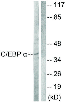 Anti-C/EBP-&#945; antibody produced in rabbit affinity isolated antibody