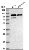 Anti-DDX23 antibody produced in rabbit Prestige Antibodies® Powered by Atlas Antibodies, affinity isolated antibody