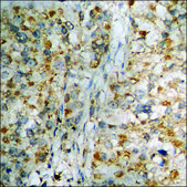 Anti-phospho-STAT1 (pTyr701) antibody produced in rabbit affinity isolated antibody
