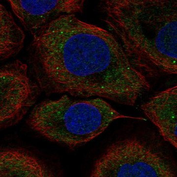 Anti-UPF2 antibody produced in rabbit Prestige Antibodies&#174; Powered by Atlas Antibodies, affinity isolated antibody