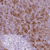 Anti-CUZD1 antibody produced in rabbit Prestige Antibodies® Powered by Atlas Antibodies, affinity isolated antibody, buffered aqueous glycerol solution