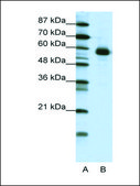 Anti-NFIL3 antibody produced in rabbit IgG fraction of antiserum