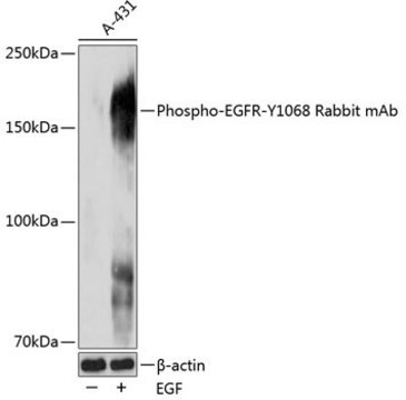 Anti-Phospho-EGFR-Y1068 antibody produced in rabbit