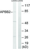 Anti-APBB2 antibody produced in rabbit affinity isolated antibody