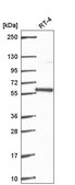 Anti-PLRG1 antibody produced in rabbit Prestige Antibodies® Powered by Atlas Antibodies, affinity isolated antibody