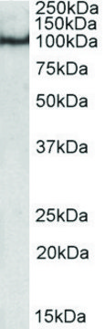 Anti-POU2F1 antibody produced in goat affinity isolated antibody, buffered aqueous solution