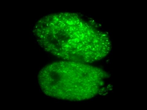 LentiBrite GFP-Rad51 Lentiviral Biosensor