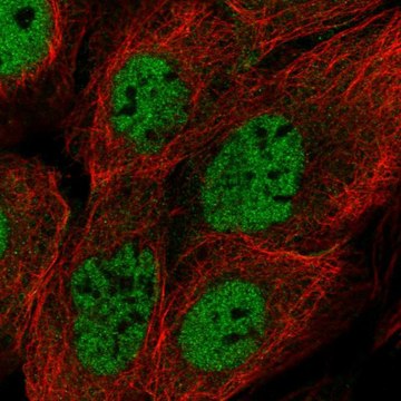 Anti-BRCC3 antibody produced in rabbit Prestige Antibodies&#174; Powered by Atlas Antibodies, affinity isolated antibody