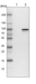 Anti-SHTN1 antibody produced in rabbit Prestige Antibodies® Powered by Atlas Antibodies, affinity isolated antibody, buffered aqueous glycerol solution