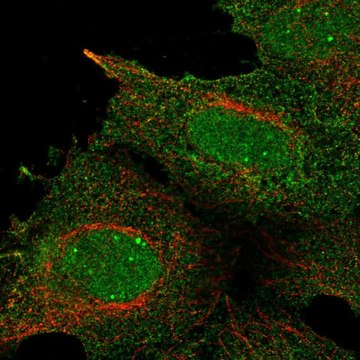 Anti-Ralbp1 Antibody Produced In Rabbit Prestige Antibodies&#174; Powered by Atlas Antibodies, affinity isolated antibody, buffered aqueous glycerol solution